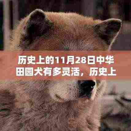 历史上的11月28日,中华田园犬与智能科技的灵活碰撞开启新纪元!