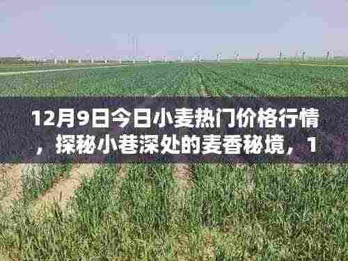 独家揭秘,揭秘小麦行情,探寻小巷深处的麦香秘境(12月9日最新小麦价格行情)