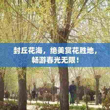 封丘花海，绝美赏花胜地，畅游春光无限！