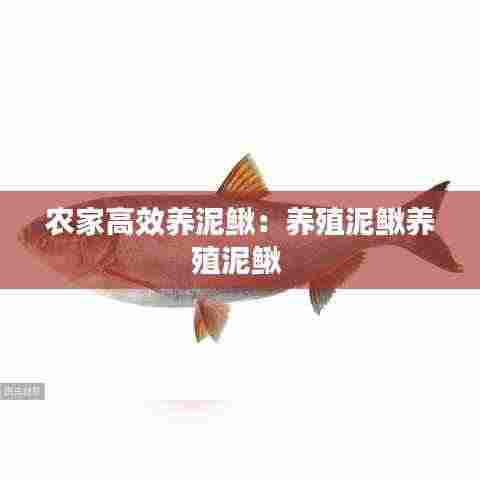 农家高效养泥鳅：养殖泥鳅养殖泥鳅 