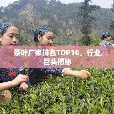 茶叶厂家排名TOP10,行业巨头揭秘