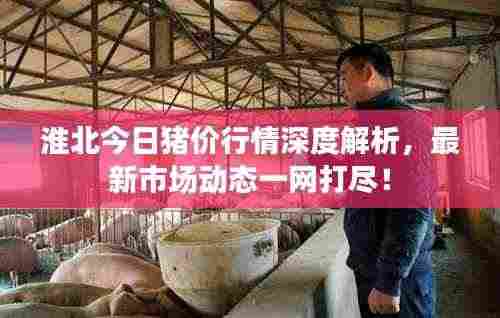 淮北今日猪价行情深度解析,最新市场动态一网打尽!