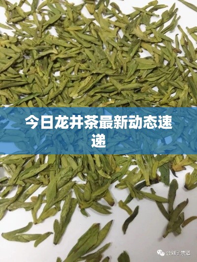 今日龙井茶最新动态速递