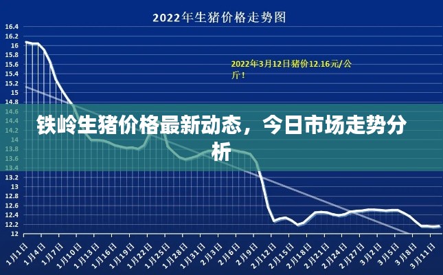铁岭生猪价格最新动态,今日市场走势分析