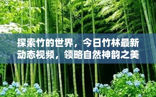 探索竹的世界，今日竹林最新动态视频，领略自然神韵之美