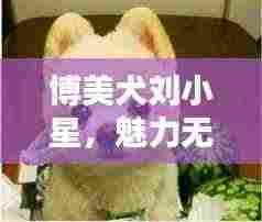 博美犬刘小星,魅力无限,百度热推新宠!