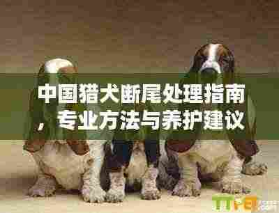 中国猎犬断尾处理指南,专业方法与养护建议